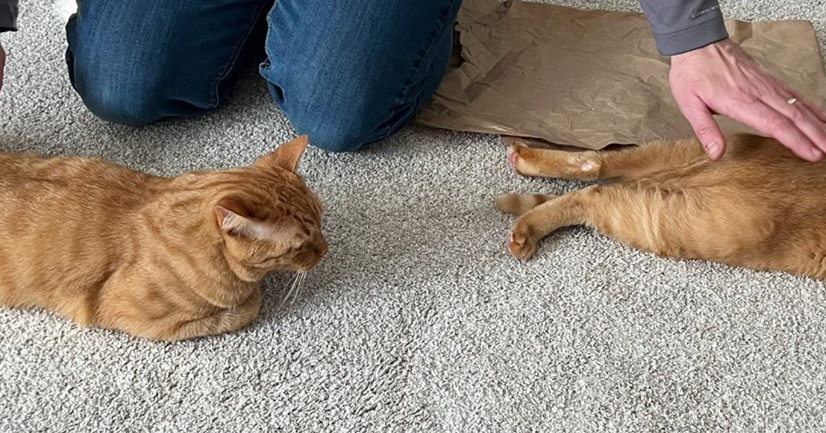 『２匹の茶トラ猫』が夫の前に並んで……まさかの瞬間に「幸せな光景すぎる」「ちょうどいい位置ｗ」微笑ましい様子に３万いいねの反響