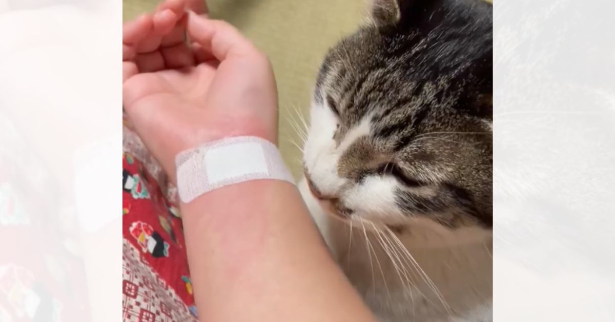 興奮して飼い主の腕を噛んでしまった猫…後に見せた『まさかの行動』が賢すぎると748万表示「確実に反省してる」「可愛い良い子だね」