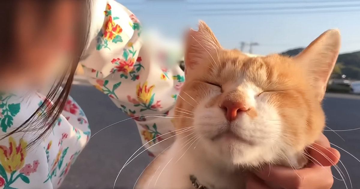 『おうちにおいでよ！こたつあるから』野良猫に声をかけた日から5年…愛にあふれた記録が170万再生「まるで映画のよう」「ボロボロ泣いた」