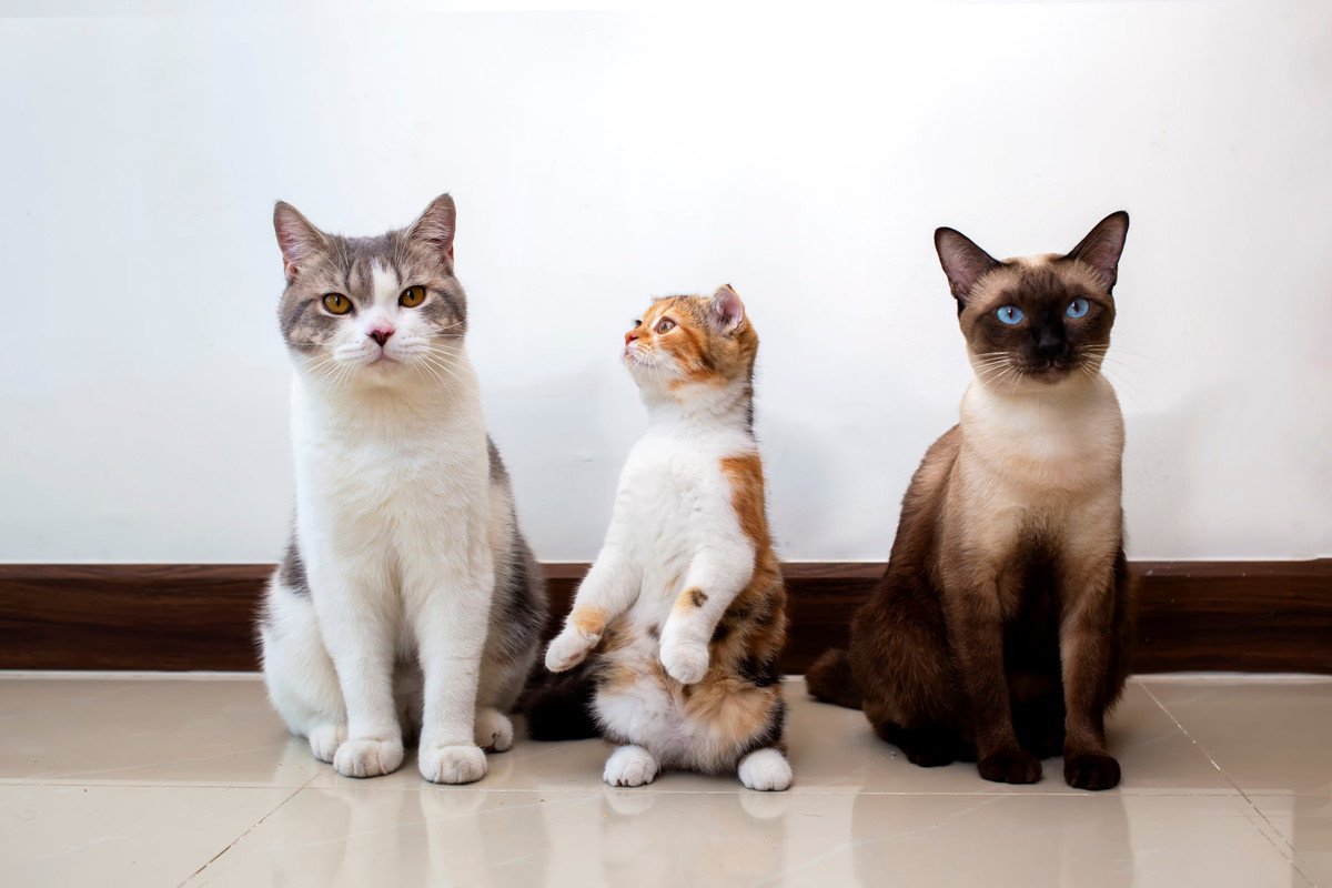 猫の『顔のかたち』は3タイプ！それぞれの特徴や性格、よく見られる猫種をご紹介