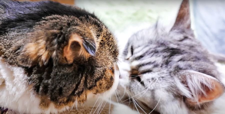 憧れの猫さんからの鼻チューにびっくりした猫さん♡