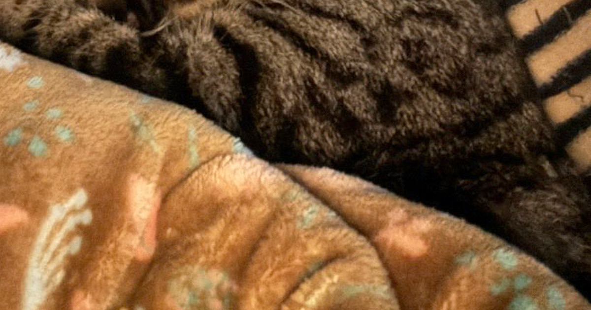 お父さんといっしょに眠る猫→『おてて』に注目すると…可愛すぎる光景に1万いいね「ヤキモチ妬いちゃうね」「うらやましいｗ」
