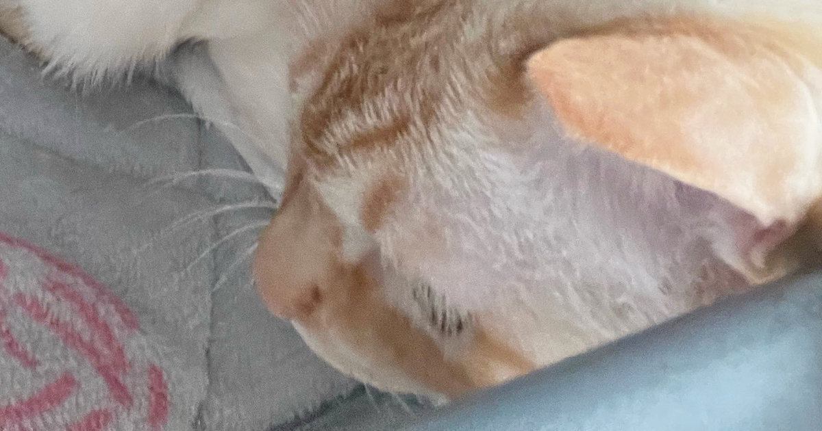 『愛と捉えて良い？』眠っていると、そばにやってきた猫→飼い主動揺の『ポジショニング』に１万いいね「間違いなく愛」「本当に羨ましい」