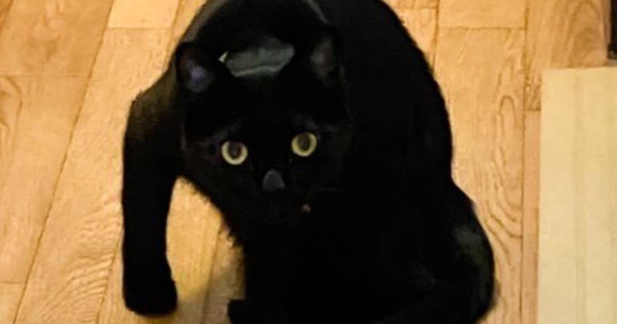 ドアを開けたら、待ち構えていた黒猫…とんでもなく強そうな『まさかのポーズ』に６万いいね「右フック犬」「拳でわからせてくるタイプ」と話題