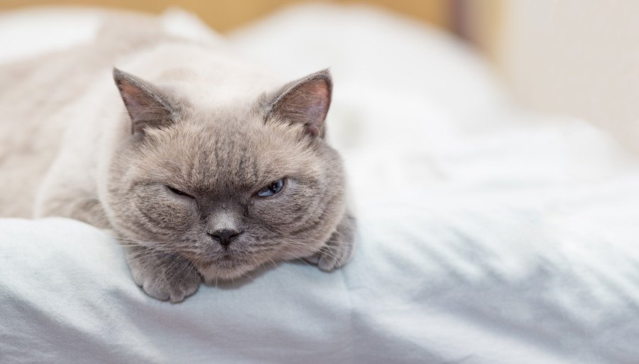 フラストレーションが溜まっている時の猫の仕草３つ