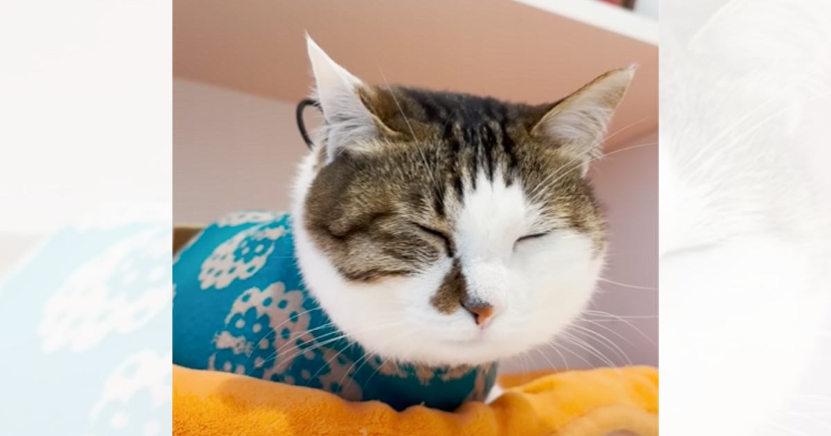 ママの仕事を監視する猫→眠さが限界を迎えて…あまりにも可愛すぎる『寝落ちの仕方』に「たまらなく愛おしい」「とっても癒された」と９万再生