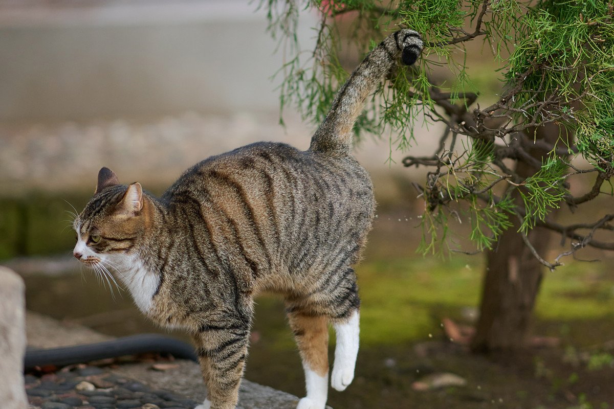 猫の『マーキング行動』3選！わかりにくい「粗相のおしっこ」との見分け方