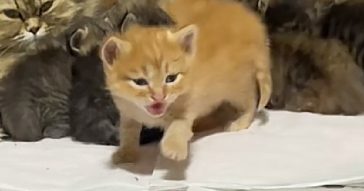お母さん猫のところにいた赤ちゃん猫→『おいで』と呼ばれると…キュンとくる『尊い瞬間』に1万いいね「わかったんだねー」「キャー天使」
