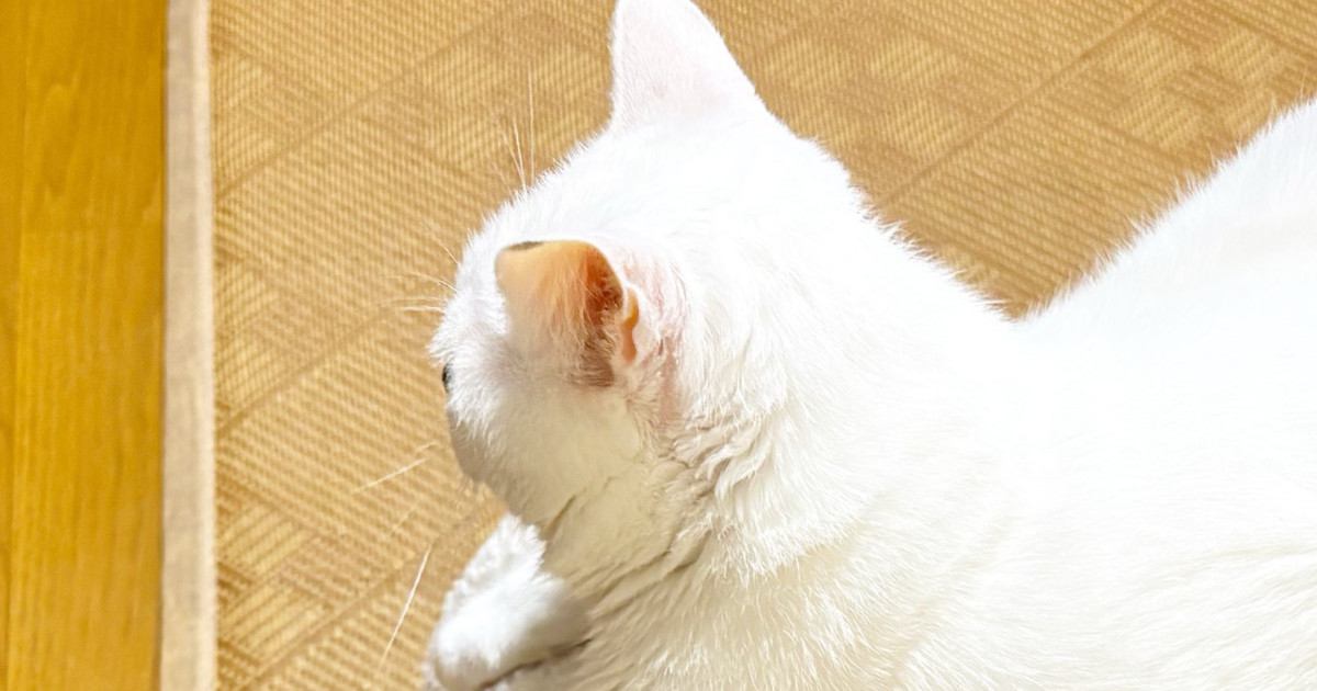 向かい合う2匹の猫→片方をよく見ると…思わず二度見する『驚きの光景』に6万いいね「理解するのに数秒かかったｗ」「ガタイがいいのかとｗ」