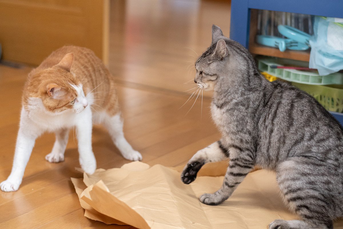 多頭飼育で猫が『仲間の猫を忘れる』4つの可能性　再び慣らすための対処法も