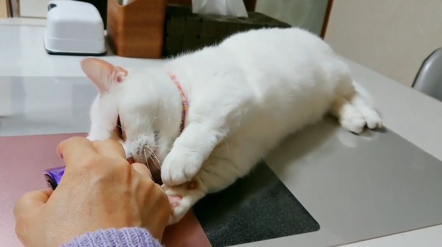 邪魔しに来る猫さん！かわいいから許す！