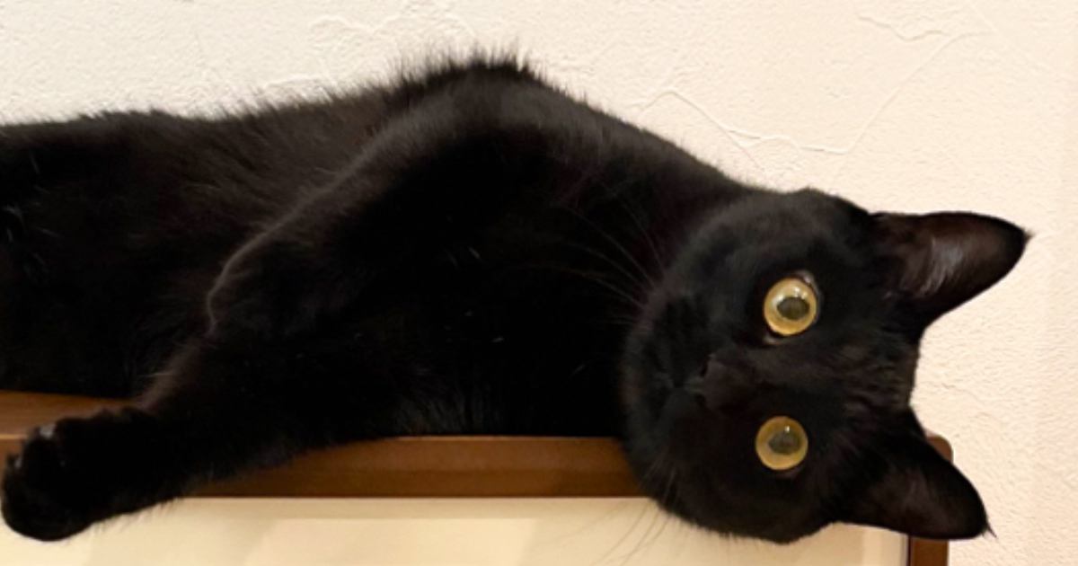 くつろぐ場所違くないですか？…まさかの場所で『黒猫が寝そべっていた光景』に7万いいね「上がよかったんだねｗ」「涼しいのかなｗ」