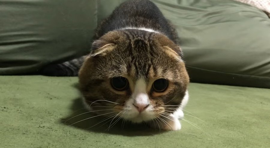 右左右左！素早く猫じゃらしを追うかわいい猫さん！