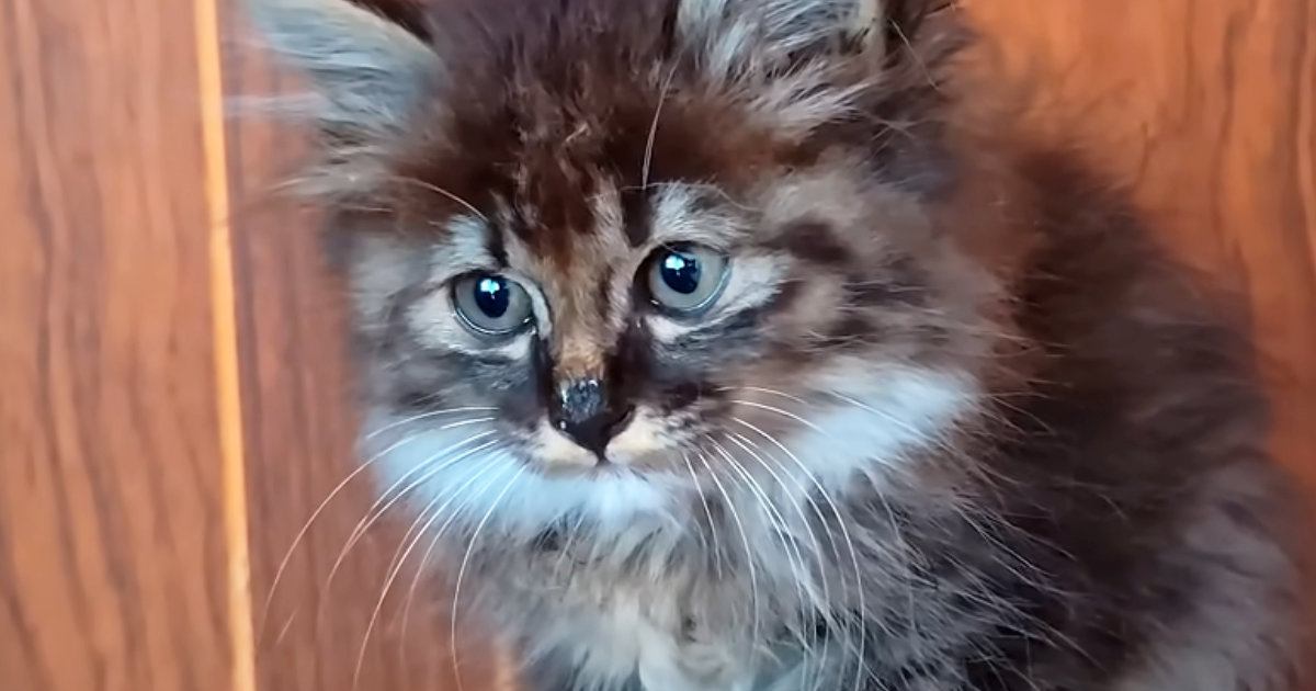 家の中に侵入してきた『天使のような子猫』→少しずつ距離が縮まって…心温まる光景が154万再生「ひとりで頑張ってたんだね」「本物の天使」