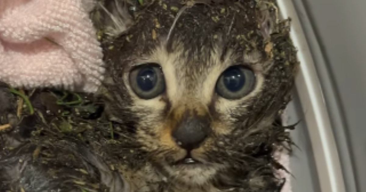 道端にうずくまる『ベタベタに汚れた子猫』を保護…1時間半の応急処置の様子に感動の声「よく頑張った！」「奇跡の子だと思う」と15万いいね