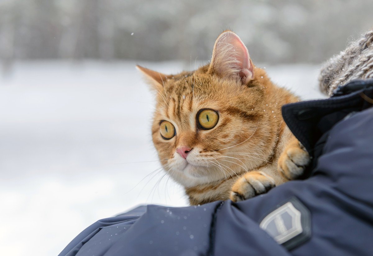 徴兵を逃れて決死の山越え…小さな子猫が凍死寸前の青年を守った　ウクライナ