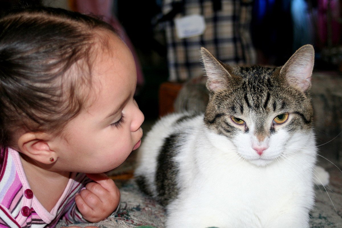 猫の態度が『そっけない』感じがする……考えられる3つの原因はこれ！飼い主がすべき対処法とは？