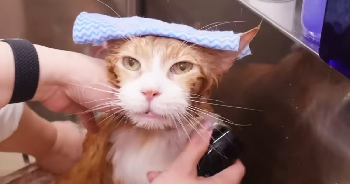15歳のおじいちゃん猫→プロが『5年ぶり』のお風呂に入れたら…思わず癒される『かわいい行動』に反響「流石の貫禄」「笑っちゃった」