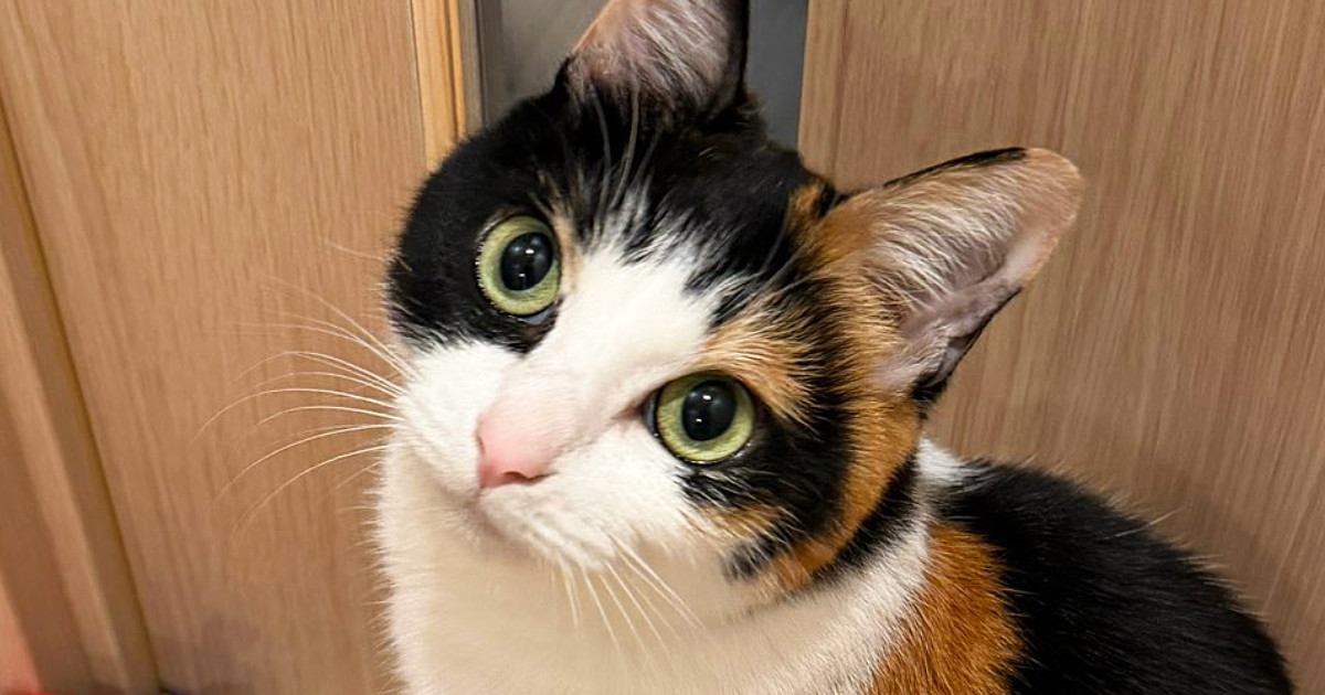 ドアの向こうに行きたい猫→『足元』を見てみると…まさかの『アピール方法』に「なんてかしこい」「可愛いね」と1万8000いいね