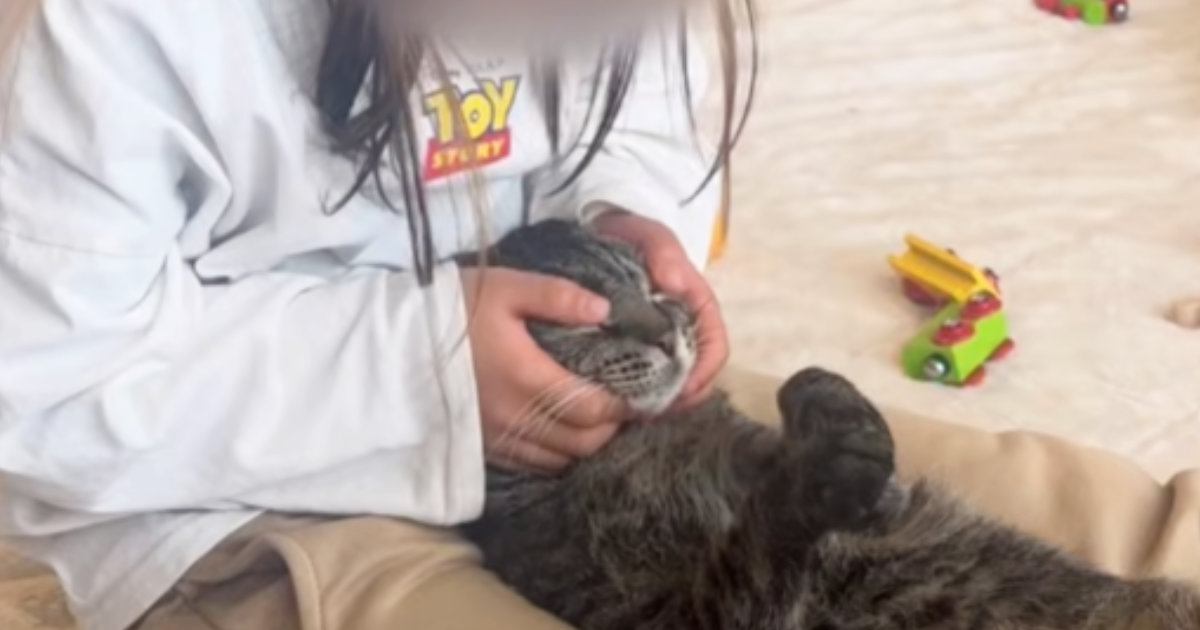 女の子の足の間にはさまる猫→優しく撫でられると…幸せあふれる『尊い光景』が40万再生「ほんとうに心が癒される」「疲れが溶けていく」