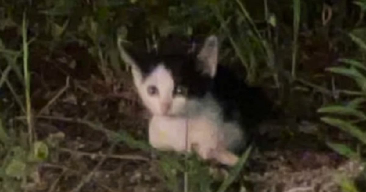スーパーの駐車場で『鳴き続けていた子猫』…保護の瞬間と『心温まる変化』に感動の声「よく頑張ったね」「出会えてよかった」と12万再生