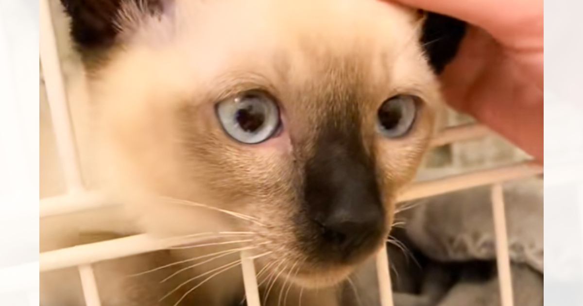 シャムの子猫をお迎えして大切にお世話した結果→１年後……すてきなビフォーアフターに反響「可愛さアップだね」「構いすぎると焦げるのかｗ」