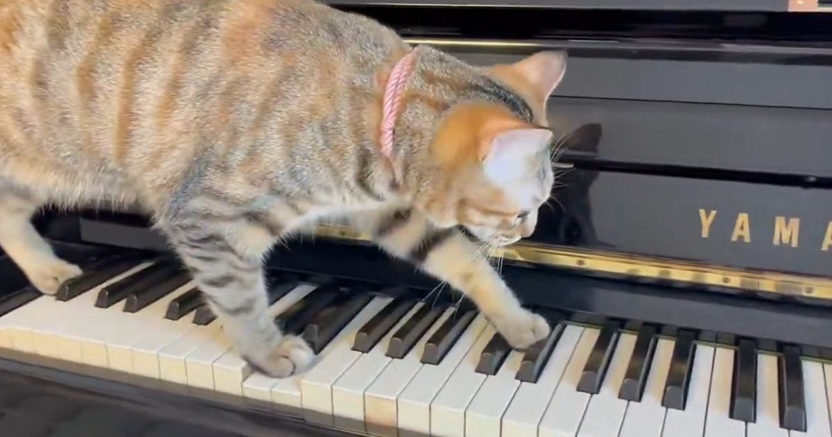 ピアノの鍵盤に乗った猫、ゆっくり歩き始めると…まるで演奏しているかのような光景に３万いいね「恐ろしいことが始まりそう」「プロの演奏家」