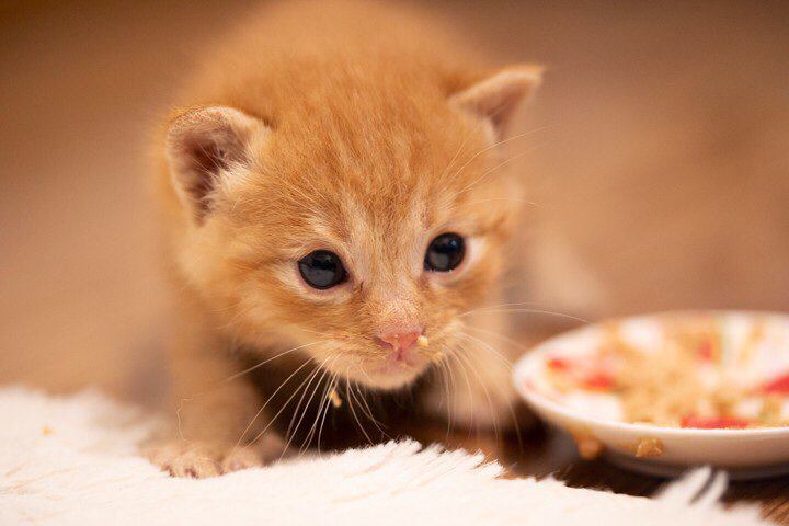 猫はなぜ飼いやすいといわれているのか