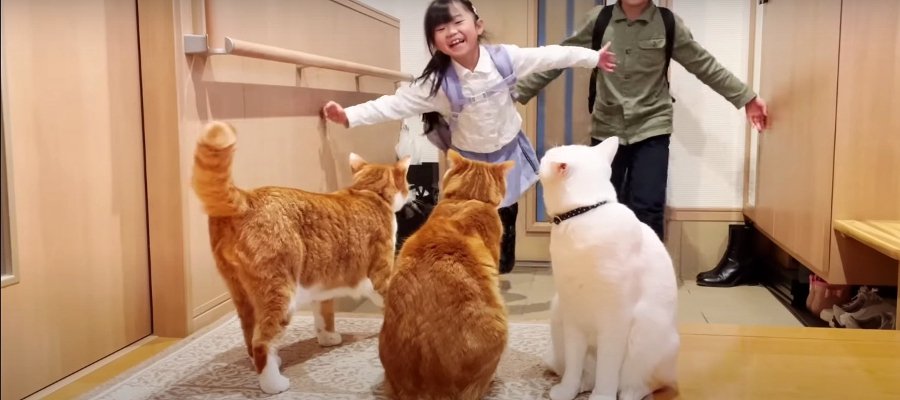 寂しかったにゃ…！帰宅を待ち続けた猫ちゃんたち