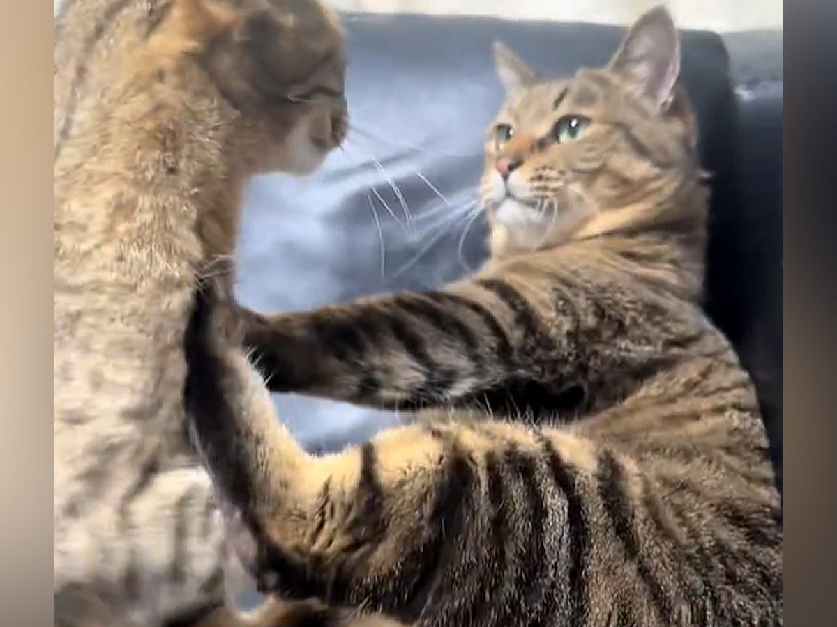 パパ猫がママ猫を毛づくろい→突然ママ猫が起き上がり、次の瞬間…『まさかの光景』が145万再生「癒される」「人間みたいなことするんだね」