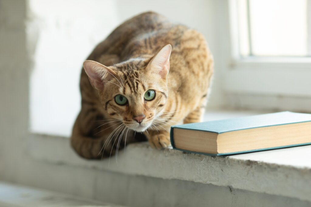 【獣医師監修】セレンゲティってどんな猫？猫種の性格や飼う前の注意点・価格相場まで徹底解説