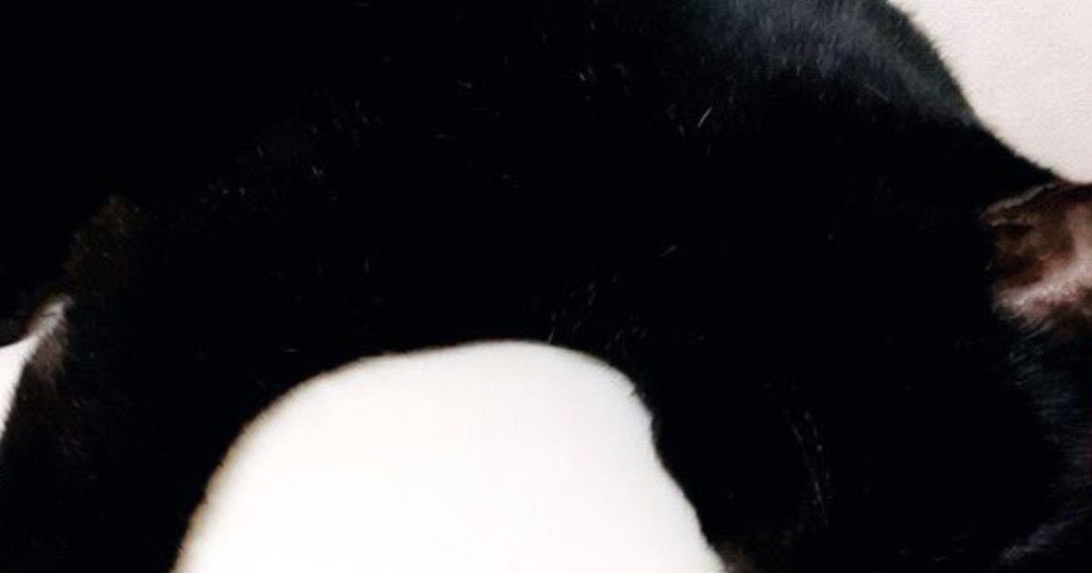 くつろいでいた黒猫→『乗っている場所』を見ると…まさかの光景に笑ってしまう人が続出「溶けてるｗ」「癖になる温かさｗ」と２万いいね