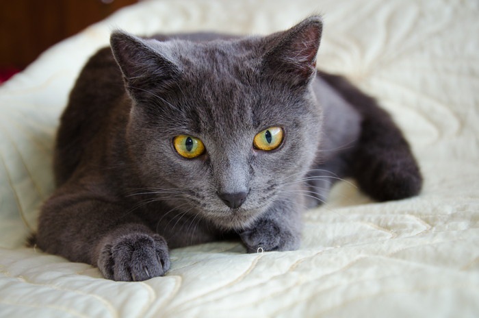 ロシアンブルーの飼い方について