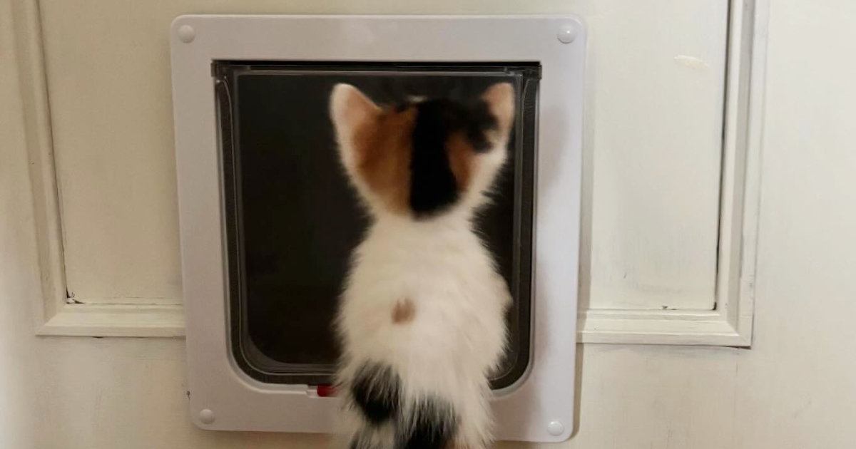 猫用扉におててをかけていた『パヤパヤ子猫』…たまらなくかわいい『後ろ姿』に悶絶する人が続出「語彙力無くなった」「天使かな」
