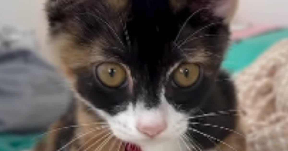 起きたばかりの子猫→『耳』を見たら、『寝癖』がついていて…思わず笑ってしまう光景に反響「寝起きの子猫可愛すぎ」「まだ赤ちゃんって感じ」
