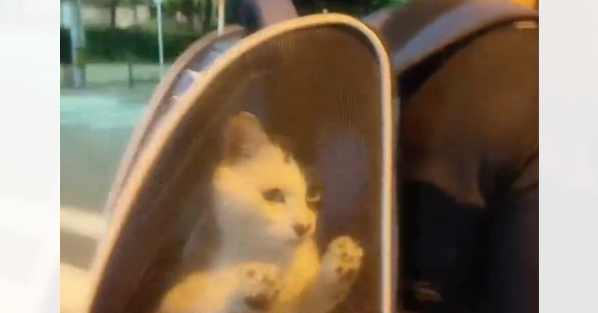 飼い主がいなくなってしまった猫→新しいお家に迎えられて１年…『心温まる光景』に反響「幸せになってね」「素敵な人に出会えて良かった」