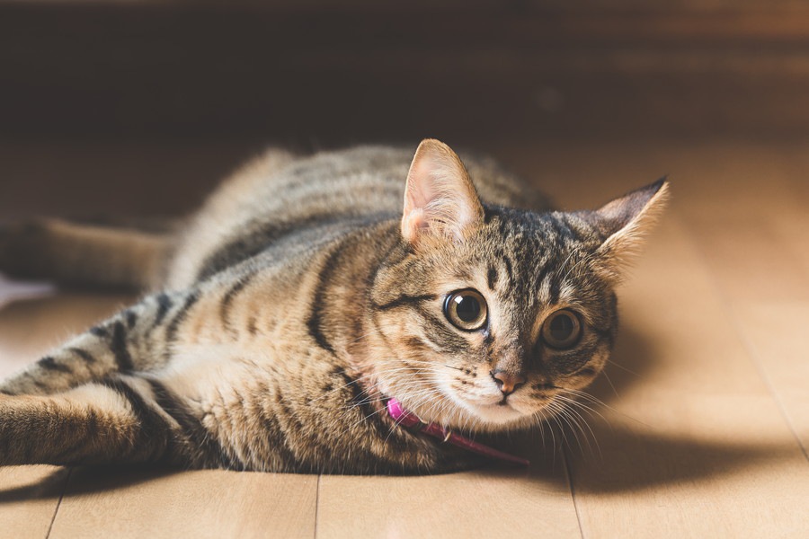 家猫として飼う場合のメリットと注意点