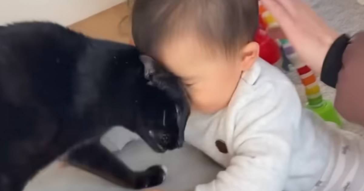赤ちゃんのことが大好きな猫→『初めて立った瞬間』を見た結果…まさかの光景が素敵すぎると12万再生「熱烈祝福」「愛が大きくて羨ましい」