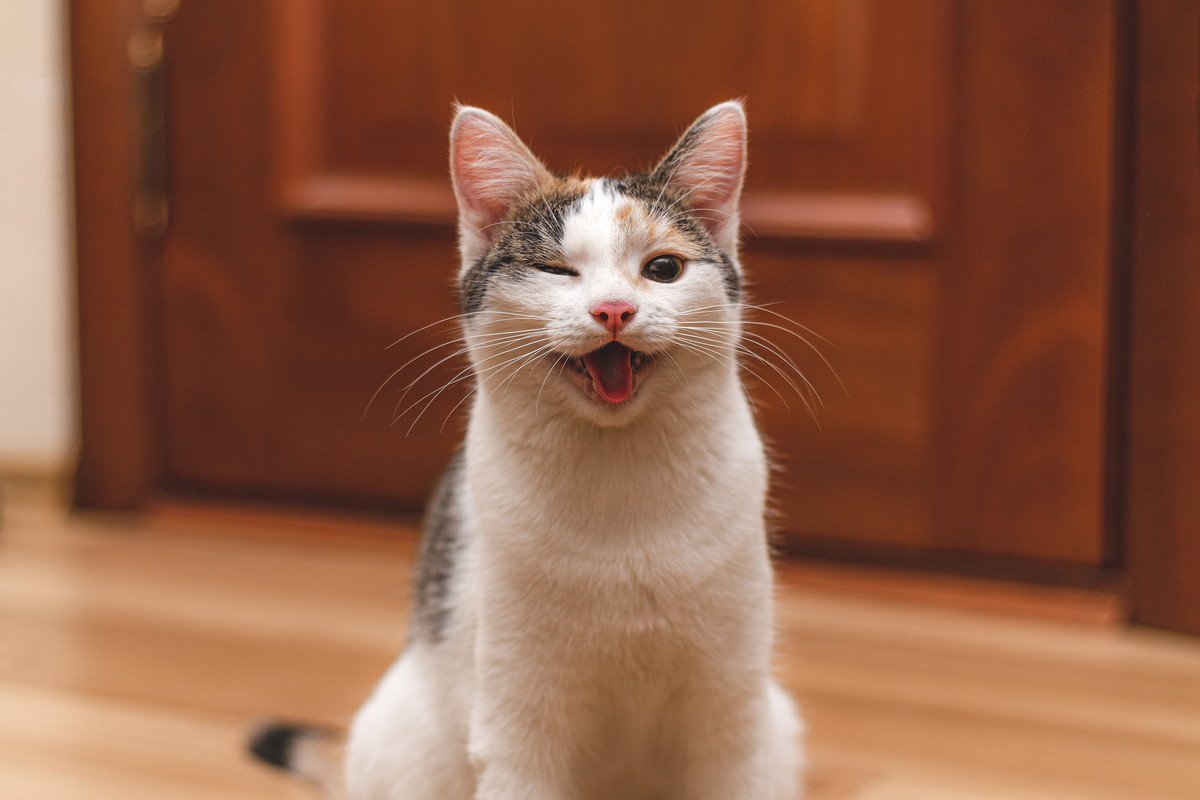 猫が『笑っているような顔』をしているときの理由3選　どんな心理が考えられる？気持ちを読み取るコツまで