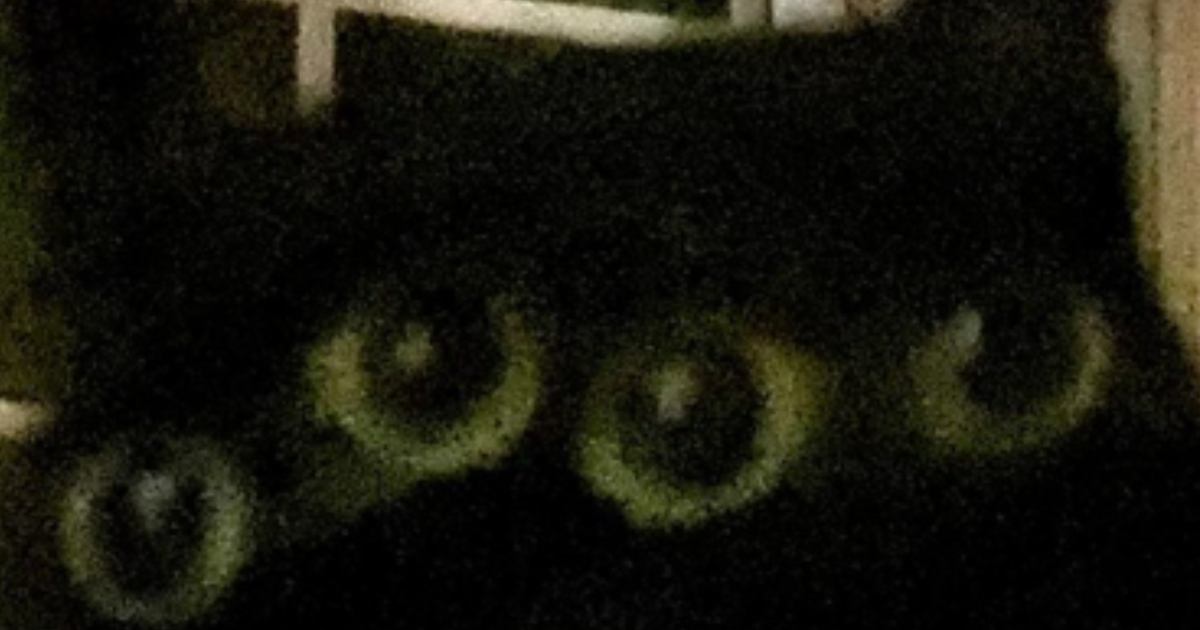 撮影の瞬間に頭を大きく振った黒猫→顔を見てみると……ぞっとする『妖怪のような光景』に8万いいね「怖い怖いｗ」「一瞬ビビったｗ」