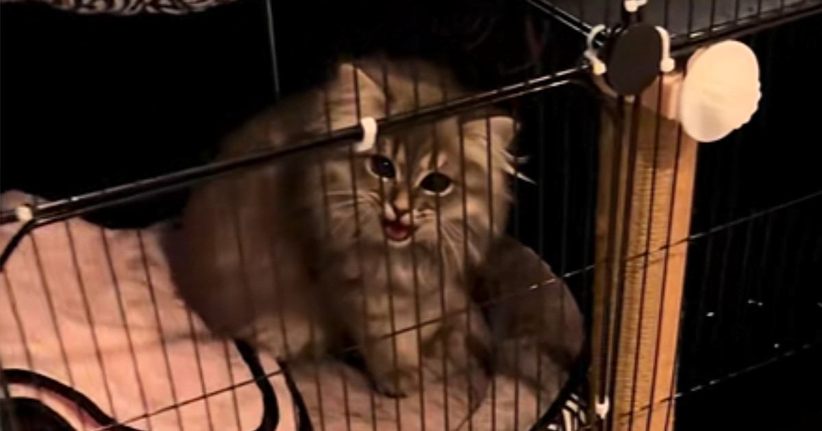 お留守番していた子猫→飼い主さんが帰ってきたことに気が付くと…"かわいすぎるお出迎え"に「会いたかったが詰まってる」「最高だね」