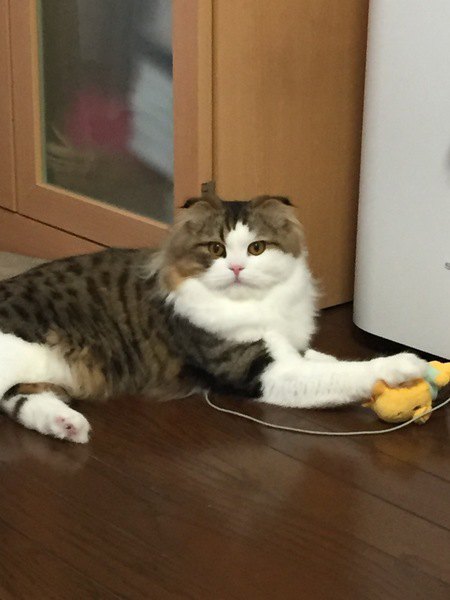 飼い主さんに内緒で猫がコレクションしているもの５つ