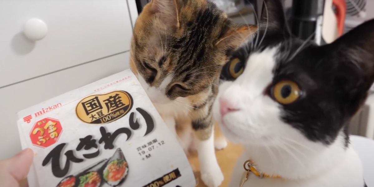 猫に初めて『納豆』を与えてみた結果…想像以上の爆食いに驚きが隠せないと20万4000再生「凄い初めてみた」「発想がなかった」の声