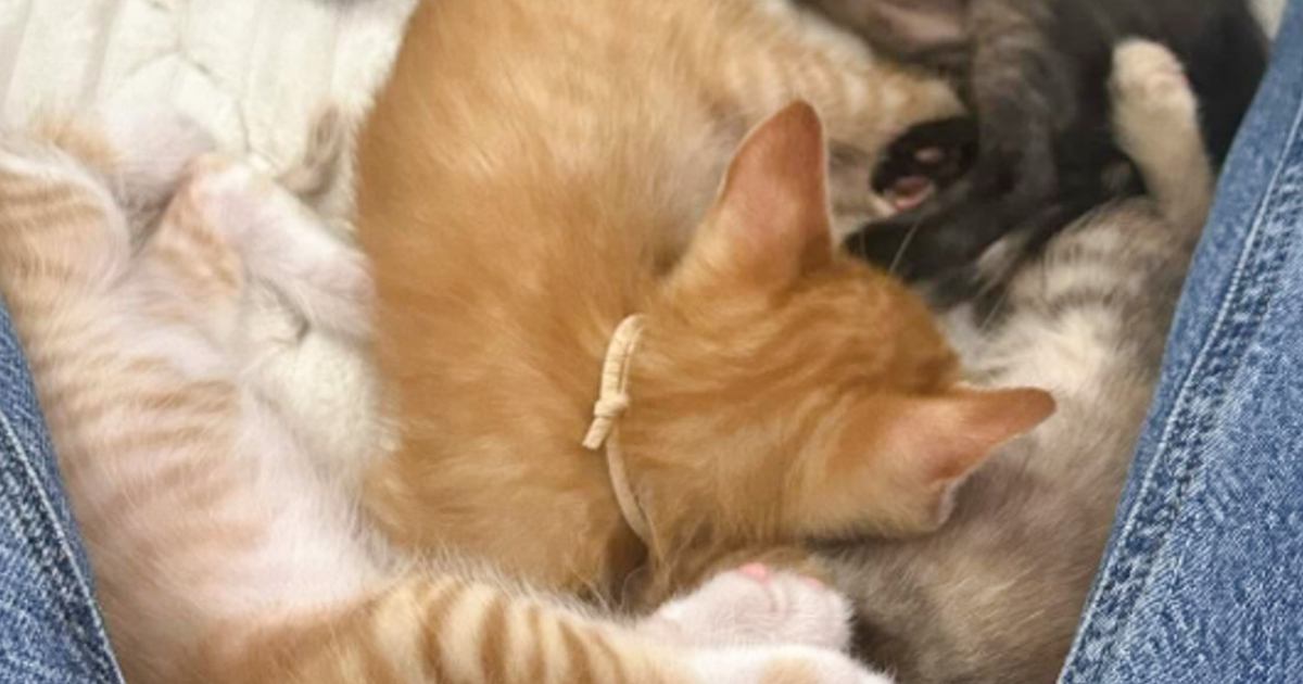 5匹の子猫が股の間で……飼い主さんが思わず自慢したくなった『たまらない光景』に「うらやましすぎる」「場所変わってください」と羨望の声
