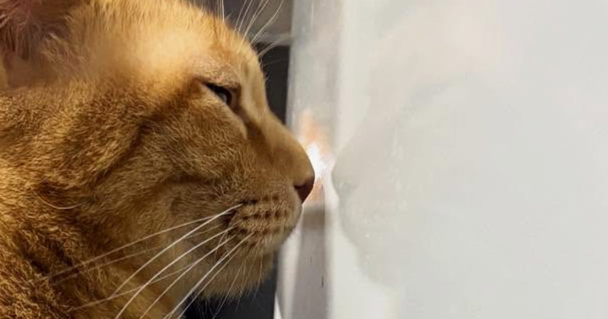 ついていないファンヒーターの前で、『猫』が…まさかの『アピール方法』に「可愛すぎて声出たｗ」「圧かけられてて草」と笑顔になる人続出