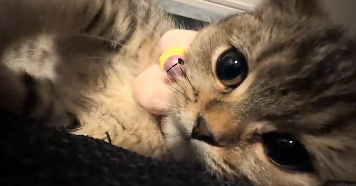 子猫とイチャイチャしていた飼い主→『チューして』と言ってみたら…まさかの展開に7万いいね「彼氏系猫羨ましすぎ」「可愛い顔してメロいｗ」