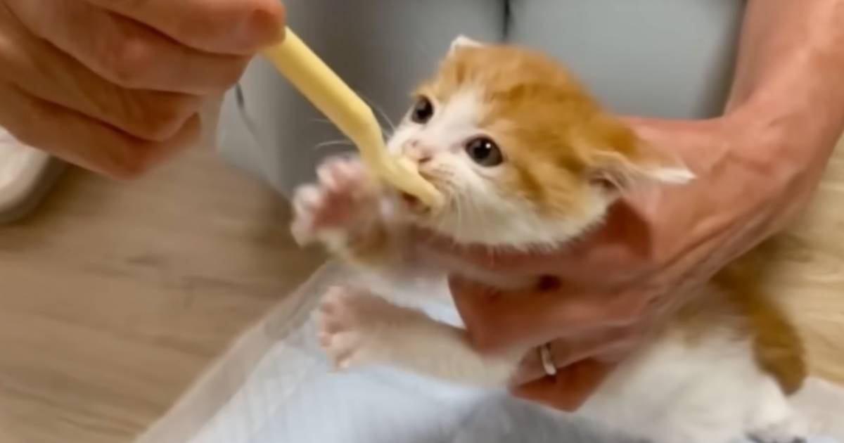 納屋で保護された赤ちゃん猫に『ごはんをあげた』結果…とんでもない『食べ方』が可愛すぎると38万再生「野良全開ｗ」「ワイルド食いｗ」