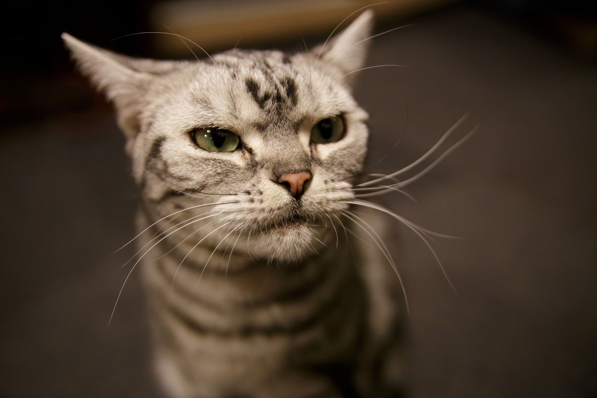 猫が『飼い主のイメチェン』で見せる反応5選　別人だと思ってる？安心させてあげる方法まで