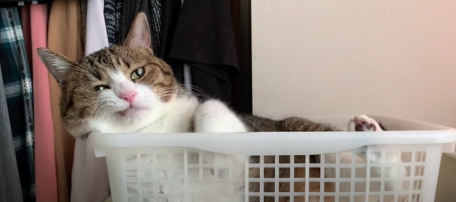 窮屈そうにくつろぐ猫ちゃんたちに大きなカゴをプレゼント♡喜んでくれるかな？