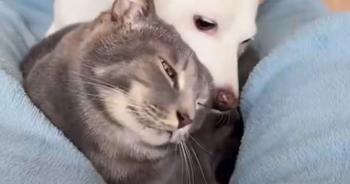 お手入れもしていないのに『耳が綺麗な犬と猫』→とっても素敵な『ピカピカの秘訣』に反響「もはや食べる勢いｗ」「羨ましい」と53万表示